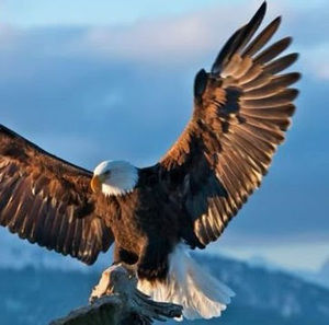 Meet your Posher, Lidia